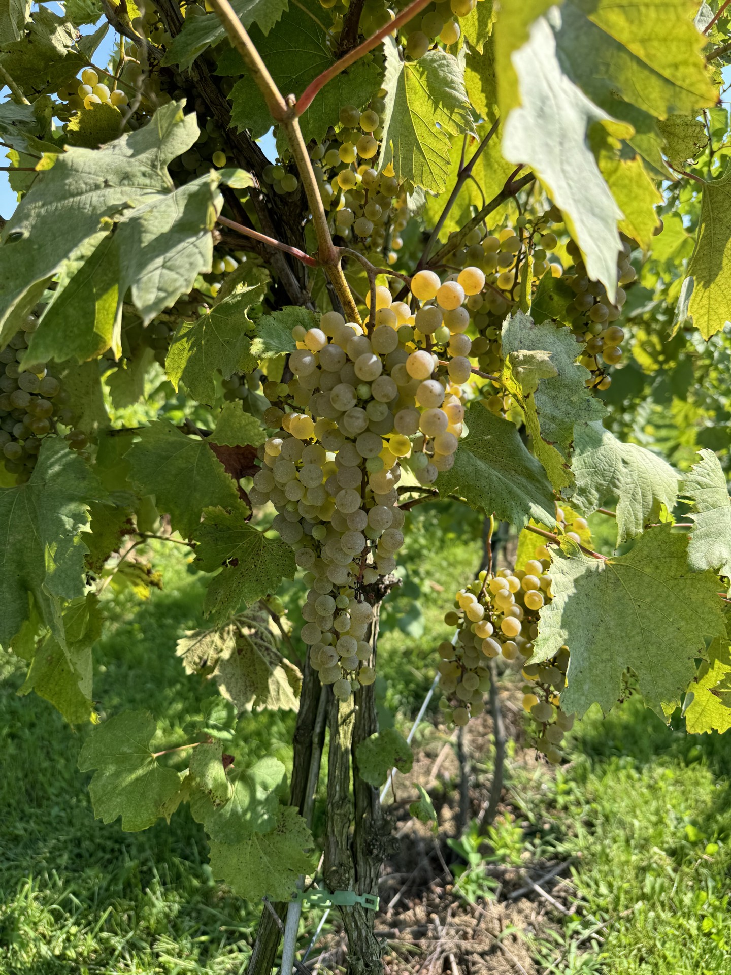 A bunch of grapes hanging from a vine.